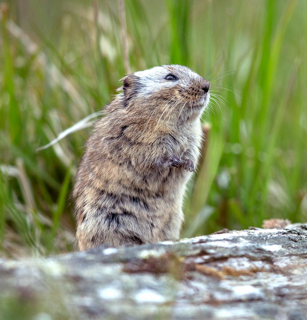 The smallest mammal on the island is the St. Matthew singing vole, named for its habit of standing at the opening of its tunnel while singing a cricket-like medley of high-pitched tones. In the dusky light of the long arctic evenings several voles in a colony often call back and forth in chorus. Photo by Andy Johnson