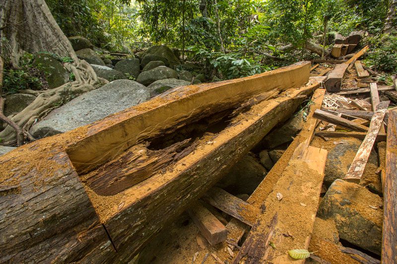 Illegal logging in Thailand’s Budo-Sungai Padi National Park threatens Helmeted Hornbill nesting habitat. Photo by Tim Laman.