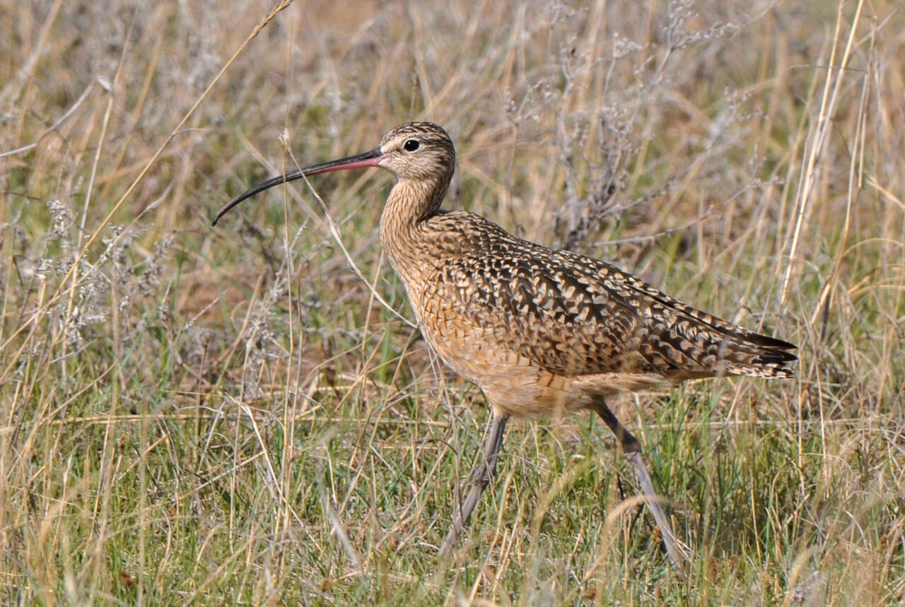 A brown shorebird with a very long curved bill walks through a grassland.