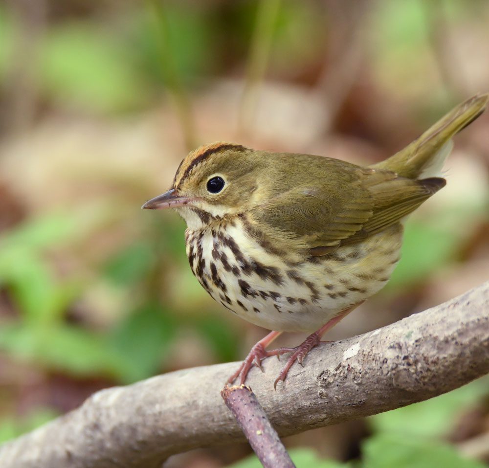 A small brown and white bird, with dark streaks on its white breast, perched on a branch.