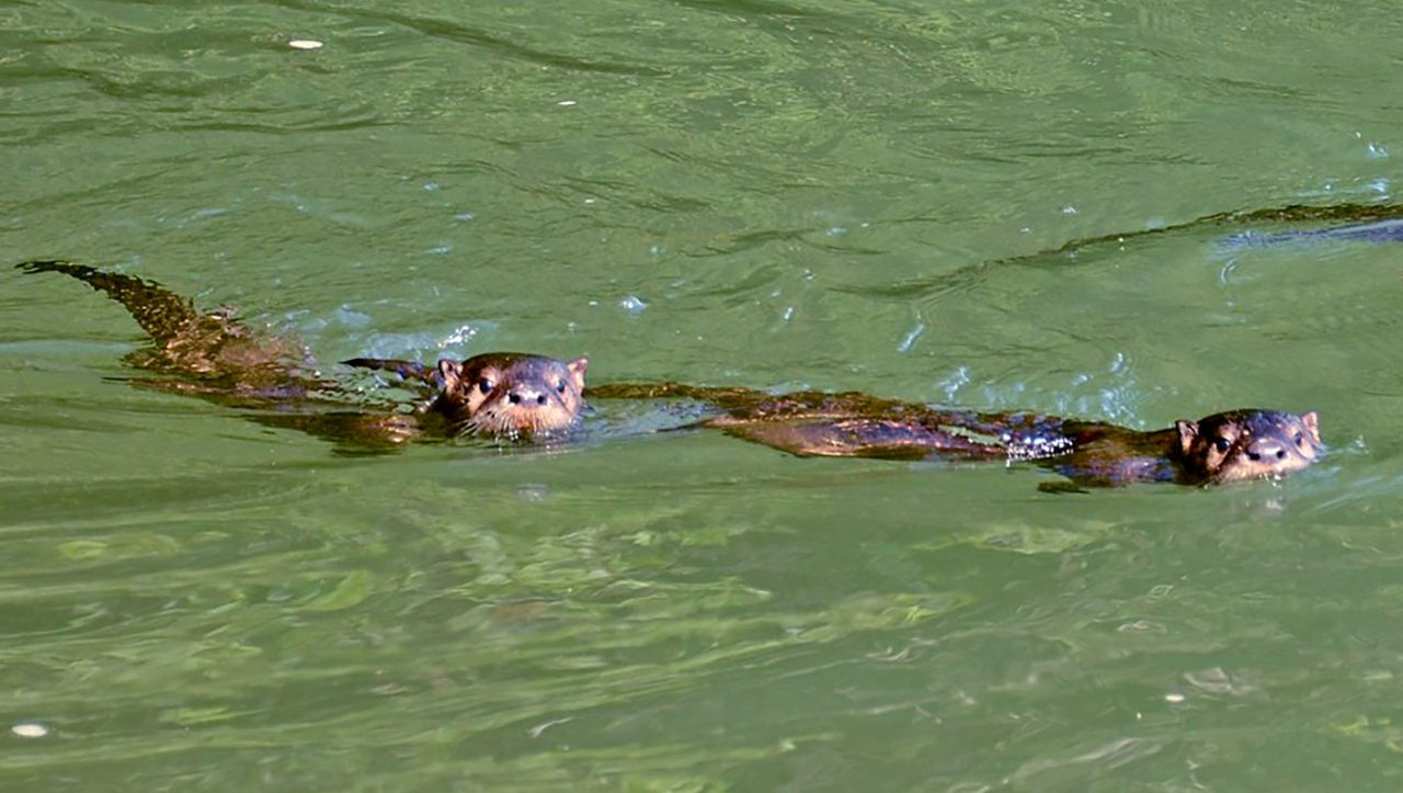 River otters in the Klamath River. Photo by Linda Tanner/Creative Commons.