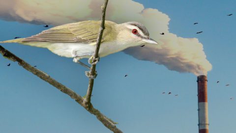 Smokestack by darksoul7,Red-eyed Vireo by Ryan Schain/Macaulay Library.2/Shutterstock.com and