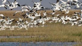 eBirders Help Identify Critical Shorebird Habitat in California