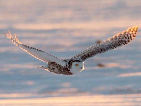 white and black speckled large bird flying.