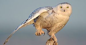 A Season of Snowy Owls