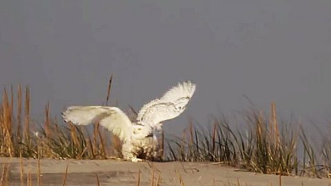 Snowy Owl threat display