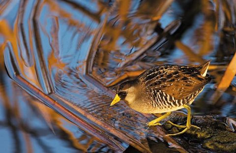 sora rail