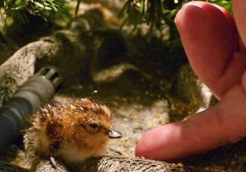 Spoon-billed Sandpiper chick