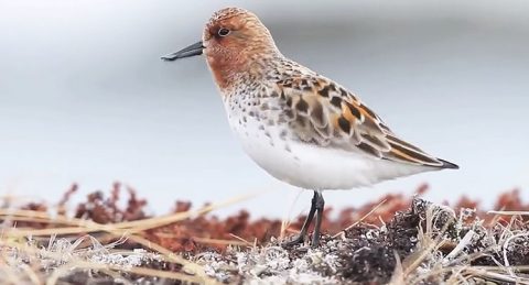 Spoon-billed Sandpiper