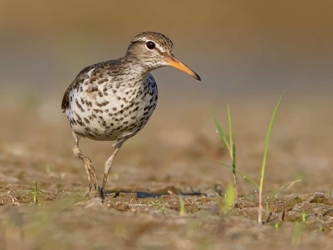 a sandpiper with orange bill and spots on the breast