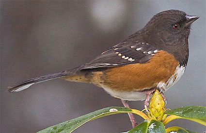 Spotted Towhee