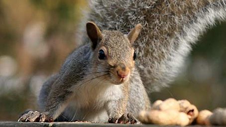 A Gray squirrel enjoys some birdseed.