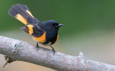 American Redstart by Todd Fellenbaum via Birdshare.