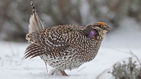 Pronunciation of bird names is often debated. This handsome bird