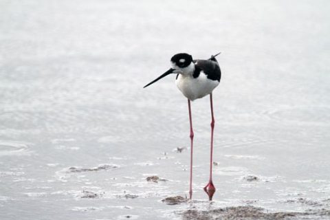 Black-necked Stilt