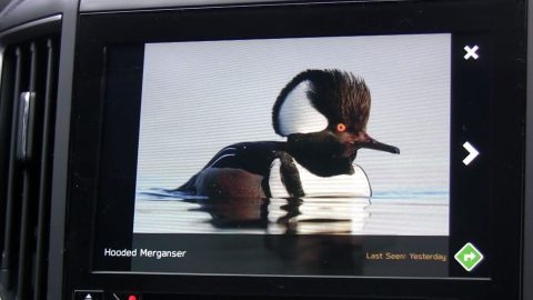 Subaru eBird app HOoded merganser pic