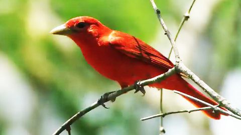 Summer Tanager