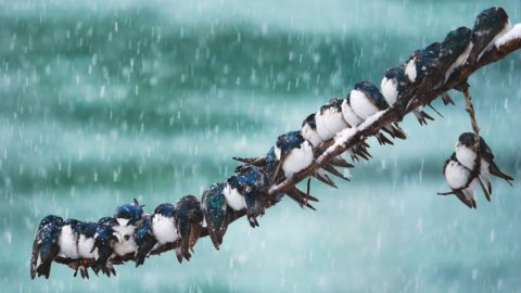 A lot of Tree Swallows cozy up together on a branch during a snow storm. Photo by Keith Williams.