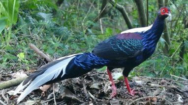 Swinhoe’s Pheasant in Taiwan by Noah Strycker