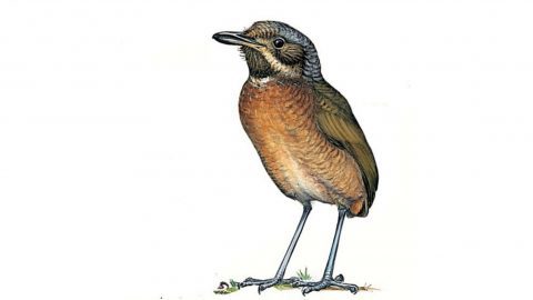 Táchira Antpitta by John A. Gwynne/Princeton University Press