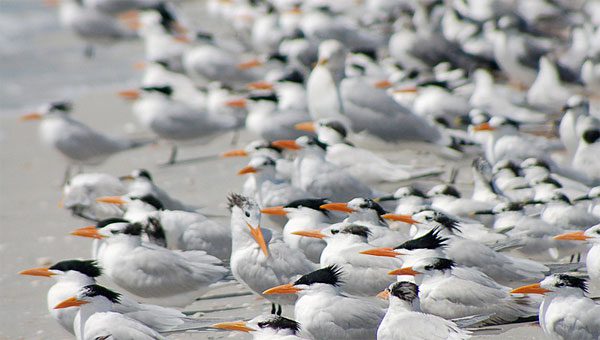 terns and gulls