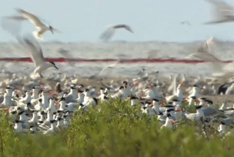 Island in Gulf of Mexico where BP oil spill landed