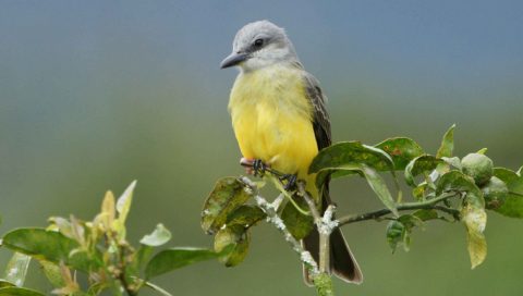 Tropical Kingbird