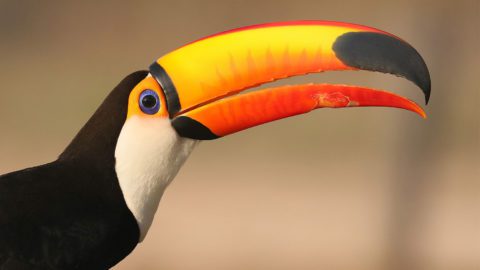 Toco Toucan by David Lang/Macaulay Library