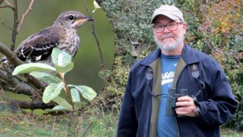 Tom Nolan, September eBirder of the month, Northern Mocking bird by Tom Nolan/ML