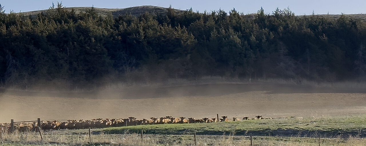 Landscape of cattle with forest in background.