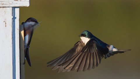 For the most part, nest boxes are safe places for birds, but they can still be vulnerable to predation and can