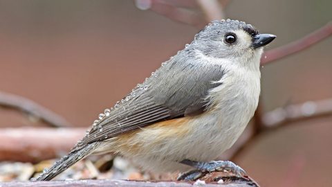 Tufted Titmouse by Bob Vuxinic