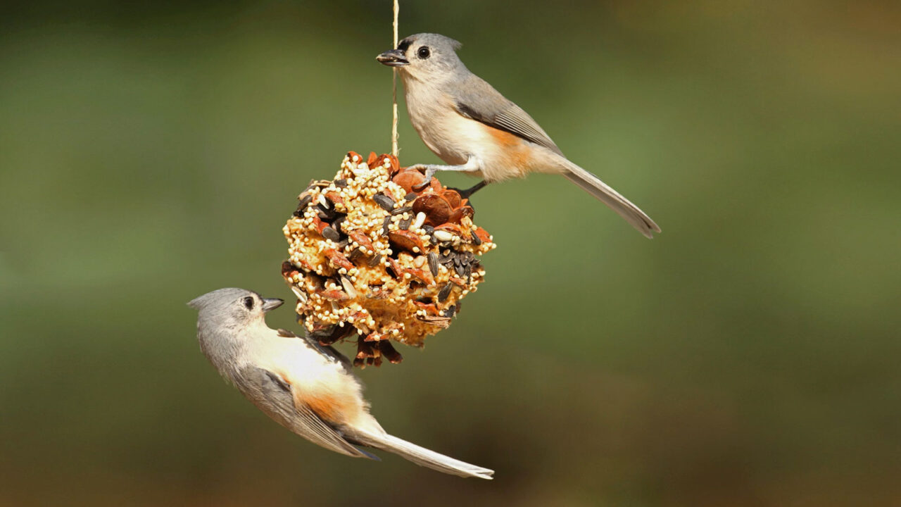 Two small, gray, crested birds at a homemade birdfeeder.