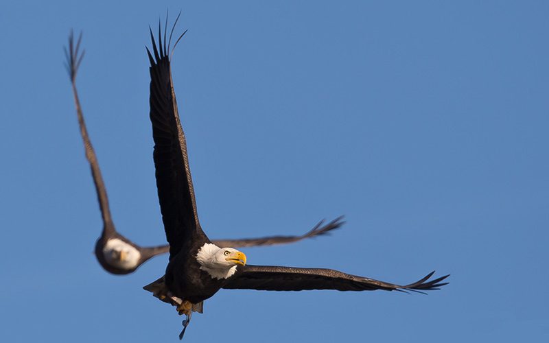 Bald Eagles by Mitch VanBeekum