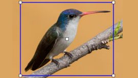 Violet-crowned Hummingbird by Patrick Van Thull/Macaulay Library