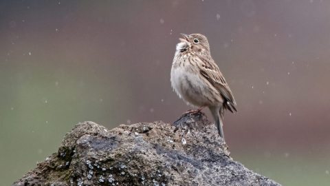 Vesper Sparrow by Frank Lospalluto