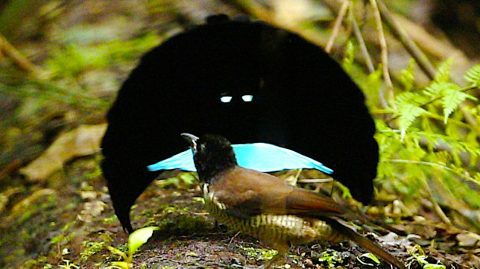 Vogelkop Superb Bird-of-Paradise by Tim Laman/Macaulay Library