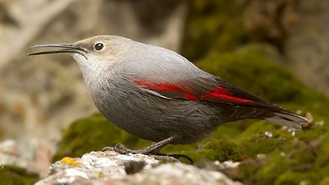 Wallcreeper by Ghasem Chabok