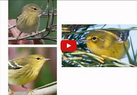 warbler id tips video