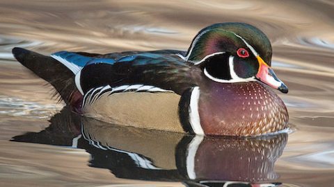 Wood Duck Birds of North America