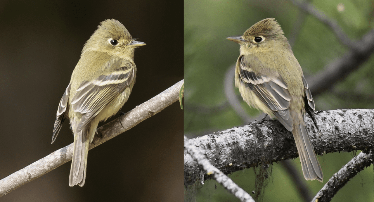 2 different birds that look the same--gray/yellow with a small crest and grey wings with 2 white wingbars.