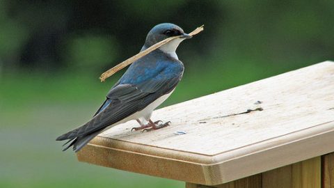 Tree Swallow by Bob Baker