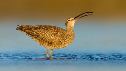 Whimbrel by BN Singh via Birdshare