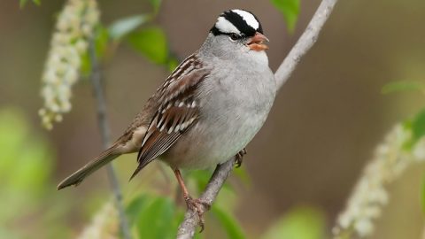 White-crowned Sparrow