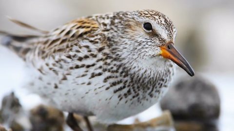 White-rumped Sandpiper