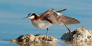 A Phalarope Ballet on California