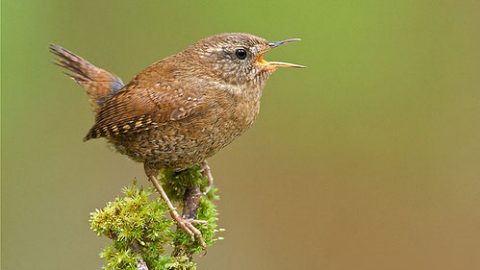 Pacific Wren by Glenn Bartley via Birdshare.