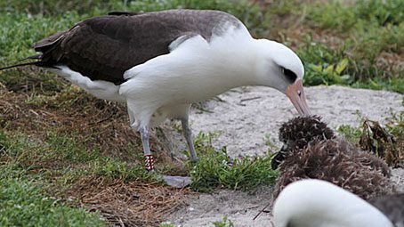 Wisdom, the oldest known wild bird on earth, survives the tsunami. Photo by Pete Leary/USFWS