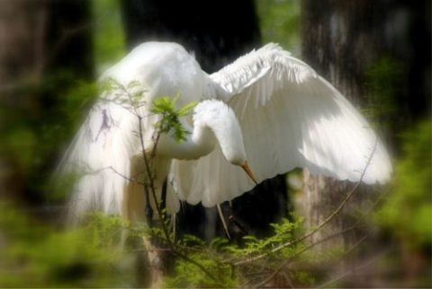 great egret