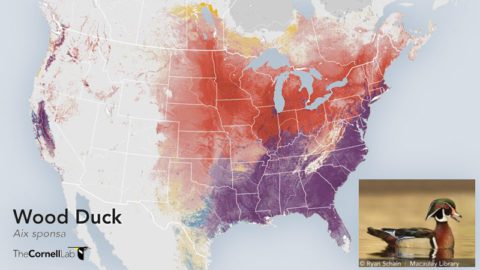 eBird Wood Duck Abundance map